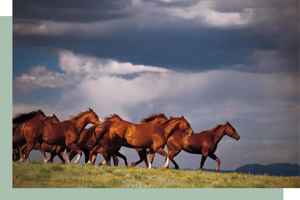 A herd of horses running in the grass.